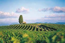 Oenotourisme En Languedoc Roussillon Wine Regions France France Wine Languedoc Roussillon