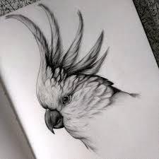 Cacatoes Perroquet Dessins Animaliers Detailles En Noir Et Blanc Zeichnungen En 2020 Avec Images Dessin Perroquet Dessin Noir Et Blanc Croquis D Oiseaux