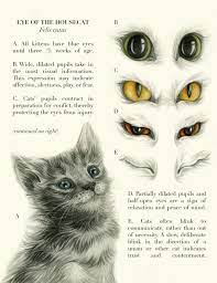 Curb The Cat In 2021 Cat Problems Cat Training Cats