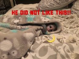 Macaque planet 8 минут 16 секунд. Youtube Baby Monkey Monkey Bath Night Time Routine