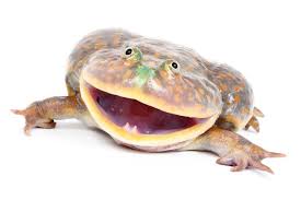 A budgett's frog genus lepidobatrachus having a meltdown over being in a container while it's aquarium undergoes maintenance. Life On White Frog Pictures Cute Frogs Frog
