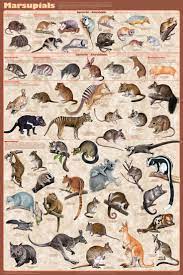 Marsupials Educational Poster 24x36 In 2021 Animal Drawings Cute Animals Australian Animals