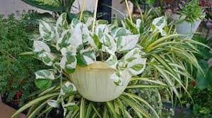 We did not find results for: Best Plants For Hanging Baskets That Grow In Shade Shade Loving Hanging Basket Plants Youtube