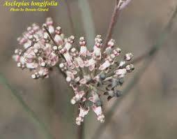 Image result for Asclepias longissima