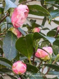 Camellia Care Guide How To Grow Gorgeous Camellias In Your Garden Gardening From House To Home Shade Loving Shrubs Grow Gorgeous Shade Plants