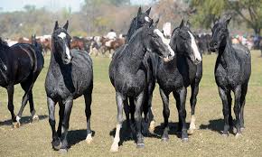 Horse breeds by country of origin. The Criollo Horse Gaucho Horse Of The Pampas Argentina