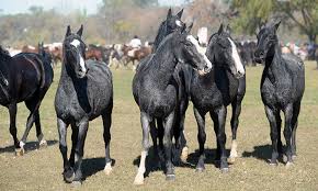 The criollo (in spanish), or crioulo (in portuguese), is the native horse of the pampas (a natural region between uruguay, argentina, brazil and paraguay, in south america) with a reputation for. The Criollo Horse Gaucho Horse Of The Pampas Argentina