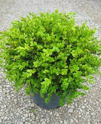 Winter Gem Boxwood Boxwood Landscaping Plants Front Yard Plants