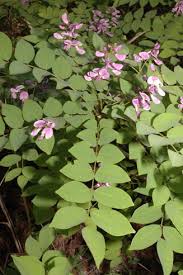 Image result for Millettia bussei