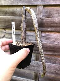 Image result for Ceropegia cimiciodora