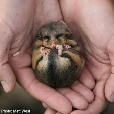 Mountain Pygmy Possum Cutest Little Aussie Endangered Animals Australian Animals Australian Native Animals