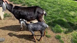Woman runs into crowd at airport, 9 dead 27 injured. Toronto Police Investigate After Baby Goat Allegedly Stolen During Break And Enter Ctv News