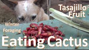 Like all animals, but especially very. Eating Christmas Cactus Fruit Winter Tasajillo Tunas Youtube