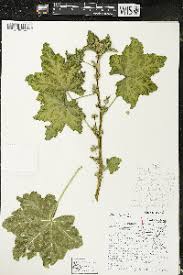Image result for Malva verticillata