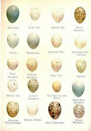 Bird Eggs With Brown Spots On Shell Bird S Eggs Bird Eggs Bird Egg Identification Backyard Birds