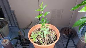 Artificial fruit trees pomegranate tree with pot for holiday decoration. Growing Pomegranate Trees From Seeds Days 150 233 Youtube