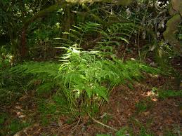 Image result for Pteris dentata