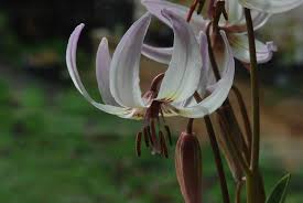 Image result for Erythrophleum lasianthum