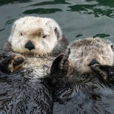 We did not find results for: The Most Adorable Week Of The Year Sea Otter Awareness Week Inside Vancouver Bloginside Vancouver Blog