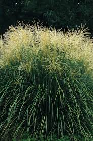Image result for Panicum