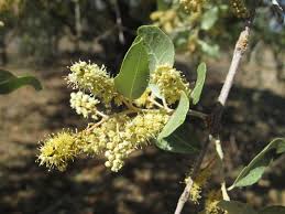 Image result for Combretum imberbe