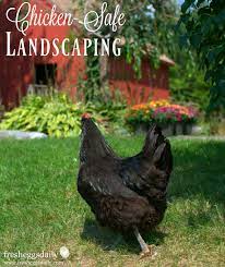 It contains a chemical irritant called glycoside ranunculin that's converted to protoanemonin when the plant is chewed. Chicken Friendly Backyard Landscaping Fresh Eggs Daily