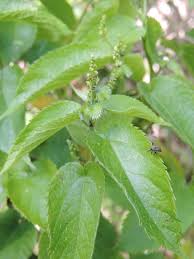 Image result for Tragia brevipes-benthamii-okanyu