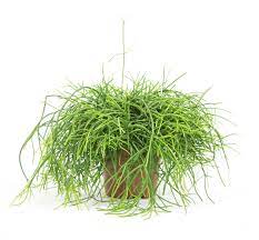 Das wird empfohlen weil zimmerpflanzen in gewächshäuser gezüchtet werden, wo lichtsensoren die lichtintensität messen und maßnahmen nehmen wenn die lichtintensität zu hoch wird. Rhipsalis Cereuscula Cashero Im 11cm Topf Korallenkaktus Hohe Ca 10cm Meingartencenter24 De Garten Online Shop Weber Grill