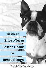 Pin On Dog Rescue