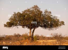 Image result for Xanthocercis zambesiaca