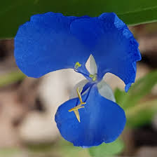 Image result for Commelina diffusa