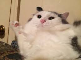 tombik kedy kediler ve yavrulari kedi komik seyler