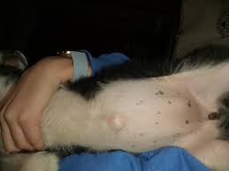 Umbilical hernias may only involve fatty tissue but can also involve the intestines. We Just Bought A Border Collie Puppy I Think She Has A Hernia Inguinal Hernia What Should We Do Petcoach