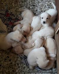  for adoption  9742187972 golden retriever puppies male anad female lovely top quality o (surat, india). Adopt A Homeless Pet Inc Mumbai 2021