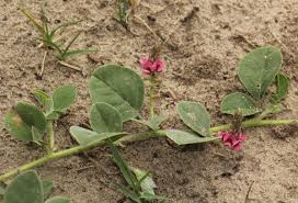 Image result for Indigofera flavicans