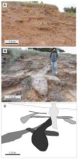 The armadillo usually digs a burrow 7 or 8 inches in diameter and up to 15 feet in length for shelter and raising young. Large Mammal Burrows In Late Miocene Calcic Paleosols From Central Argentina Paleoenvironment Taphonomy And Producers Peerj