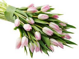 Are you looking for wholesale flowers? Buy Farm2door 30 Pink Tulips Fresh From Holland Farm Direct Wholesale Fresh Flowers In Cheap Price On Alibaba Com