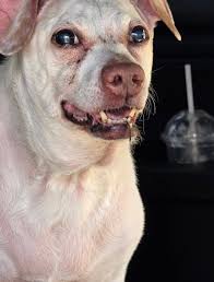 Lost dog in Charlotte, NC/Sarasota county?