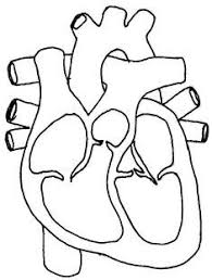Image Result For Human Heart Template Enkla Saker Att Rita Saker Att Rita Manniskokroppen