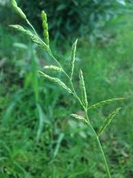 Image result for Eriochloa
