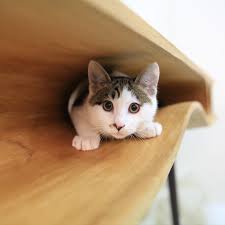 O Catable 1.0 é uma mesa criada pelo estúdio LYCS Architecture que une o espaço de trabalho das pessoas com o jeito curioso e brincalhão dos gatos. Com túneis e aberturas esculpidas