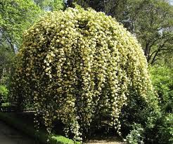 Lady Banksia Rose Lady Banks Rose Flowering Vines Landscape Nursery