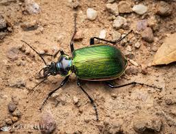 Image result for Buchnera usuiensis