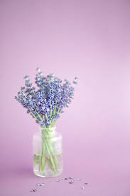 Bunch Of Lavender Flowers In Little Glas Vase With Pink Desaturated Lavender Flowers Vase Lavender Blossoms