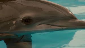 Our best movies on netflix list includes over 85 choices that range from hidden gems to comedies to superhero movies and beyond. Dolphin Tale Reviews Metacritic
