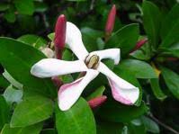 Image result for Hyperacanthus microphyllus