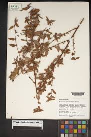 Image result for Melochia melissifolia