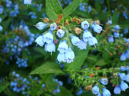 Of particular interest is the bocking 14 it is said that the best time to cut comfrey is shortly before flowering, for this is when it is at its most potent in terms of the nutrients that it offers. Comfrey Out Of Control Uconnladybug S Blog