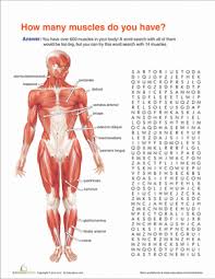 Anterior muscles in the body. Muscle Anatomy Worksheet Education Com
