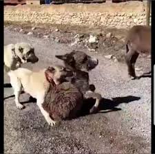 Basibos Kopek Sorunu Stray Dog Problem En Twitter Beratkayatutuklansin Peki Bu Sozde Sahipli Ama Basibos Saldirgan Kopekler Ne Olacak Ya Orada Esek Yavrusu Degil De Insan Yavrusu Olsaydi Sokaklarda Insanlara Kedilere